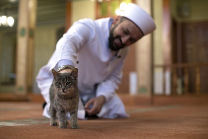 Есть ли у кошек душа: мнение мировых религий и красивые мифы