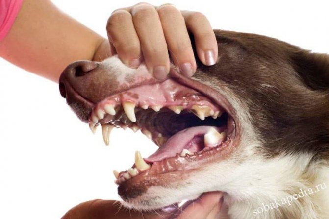 Этапы смены зубов у щенков и сопутствующие проблемы