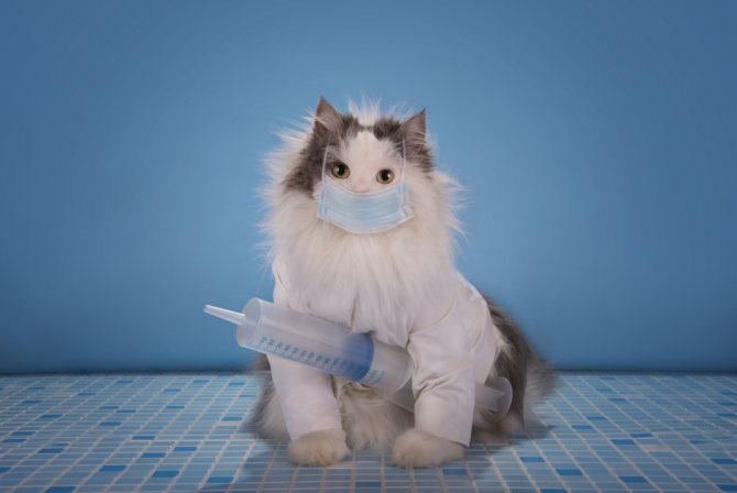 Фибросаркома — всё об опухоли у кошек. Онкологические болезни собак
