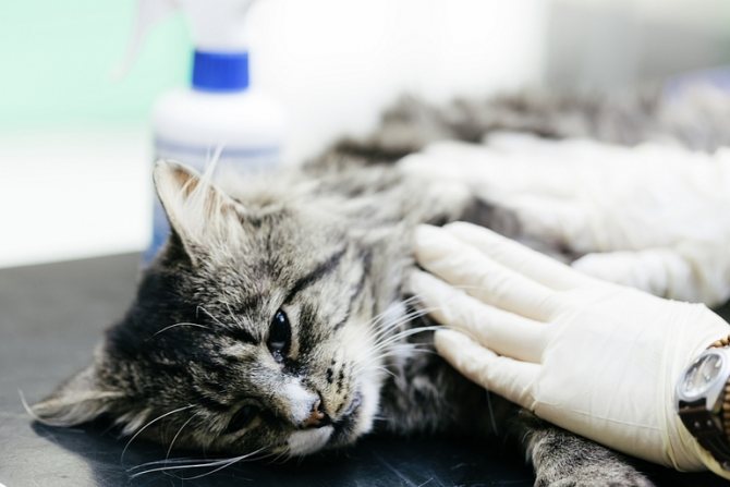 Фибросаркома — всё об опухоли у кошек. Онкологические болезни собак