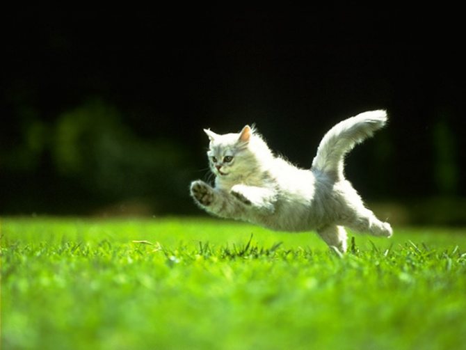 Физическая активность и образ жизни кошки