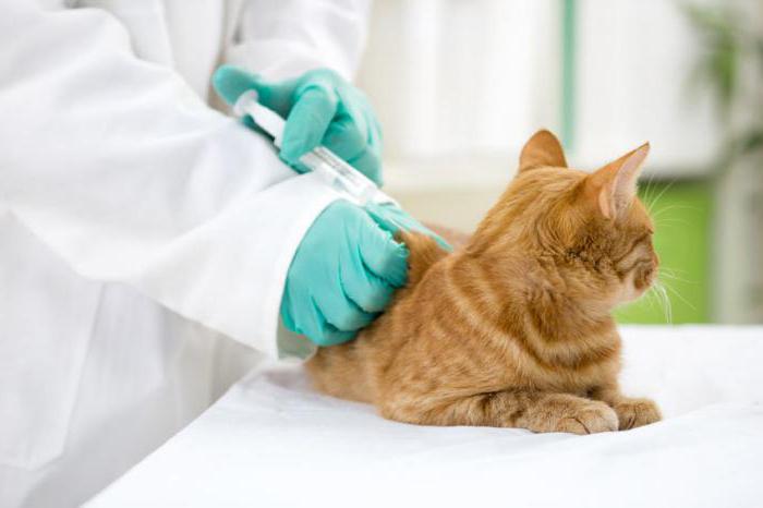 флексопрофен раствор для инъекций для собак и кошек