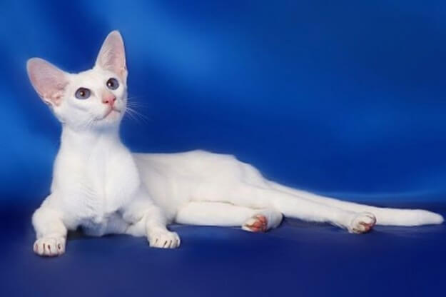 Форин Вайт – кошка со своенравным характером