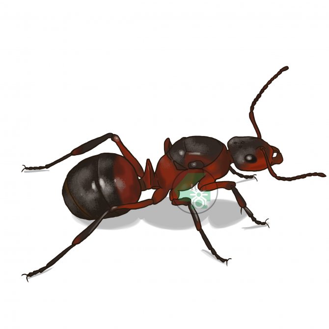 Formica rufa (рыжий лесной муравей)
