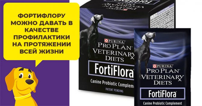 Фортифлора - препарат с пробиотиками для здоровья кишечника собаки
