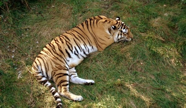 Фото: Амурский тигр Красная книга России