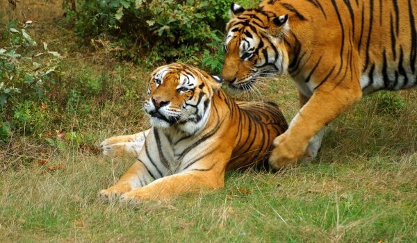Фото: Амурский тигр в природе