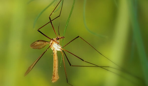 Фото: Большой комар долгоножка