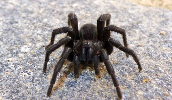 Фото: Черный паук тарантул