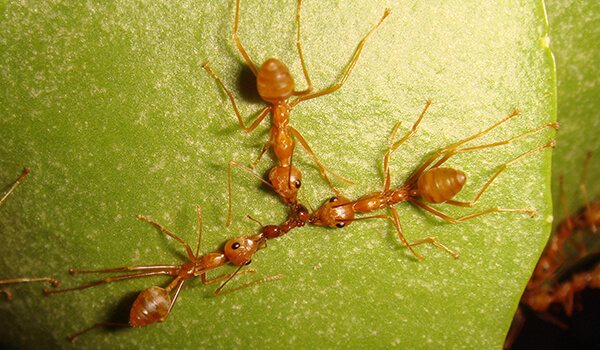 Фото: Фараонов муравей в природе