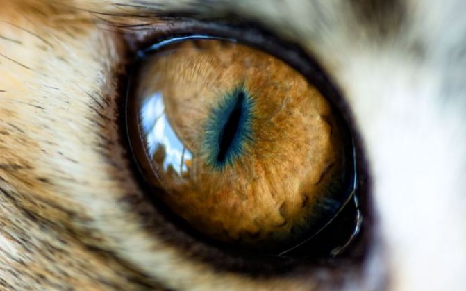 Фото глаза кошки