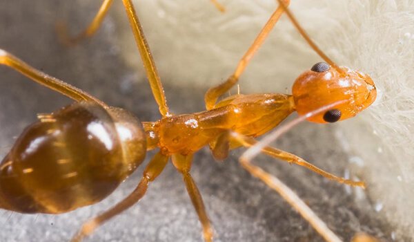 Фото: Как выглядит фараонов муравей