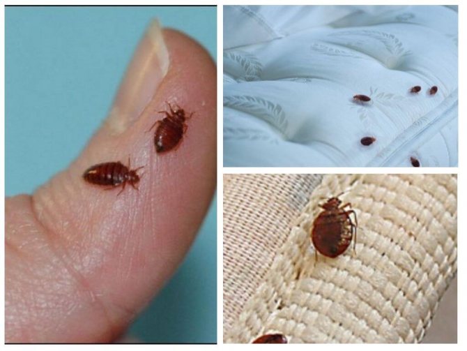 Фото: как выглядит укус клопа на теле человека, симптомы
