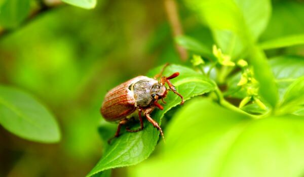 Фото: Майский жук весной