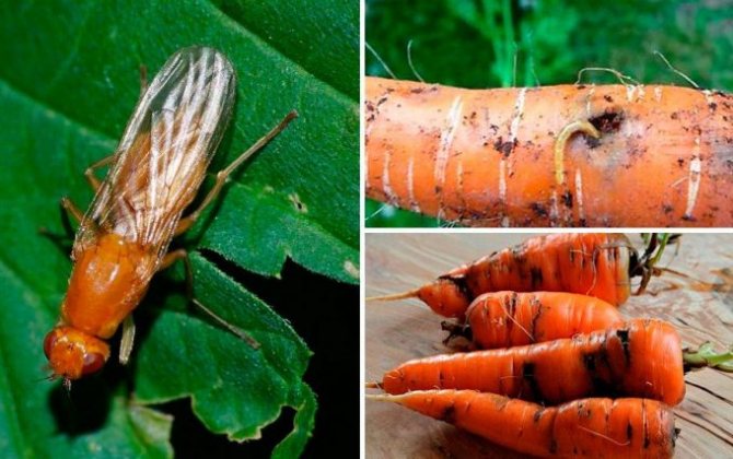фото морковной мухи и личинок