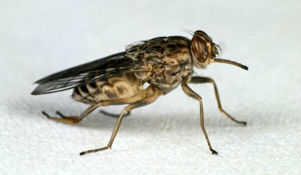 Фото: Насекомое муха цеце