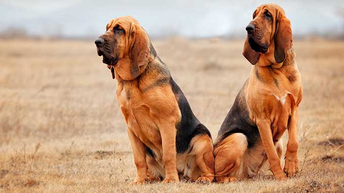 фото пары собак бладхаунд