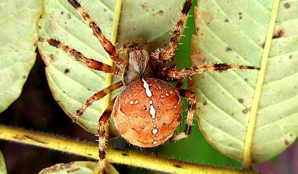 Фото: Самка паука крестовика