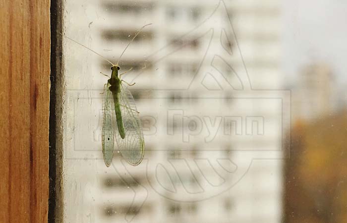 Фото зеленой мошки с прозрачными крыльями в квартире