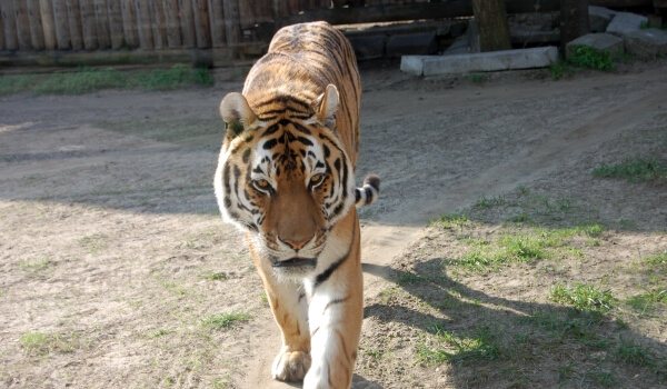 Фото: Животное амурский тигр