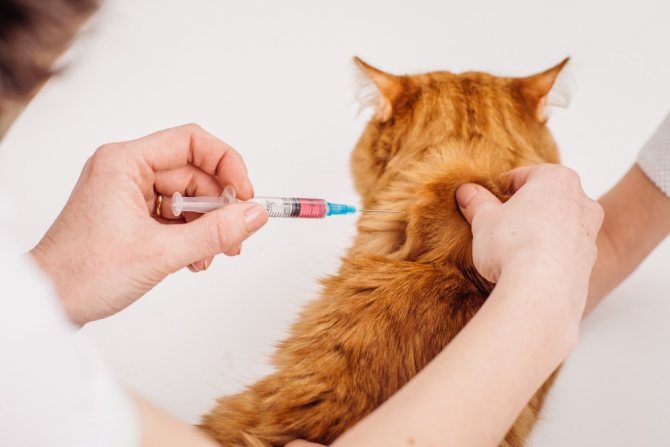 Фурацилин для кошек - как промывать нос