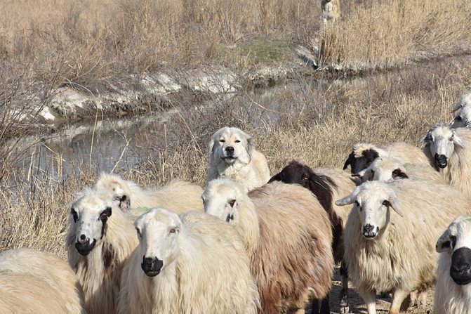 Гампр с овцами