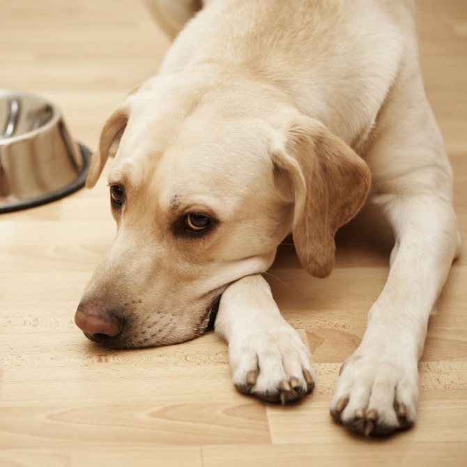 Гастрит у собаки лечение питание