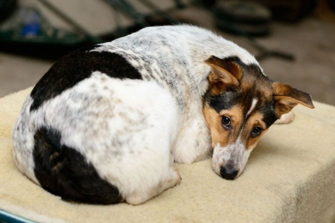 Гастрит у собаки: симптомы, лечение и чем кормить, питание при гастрите