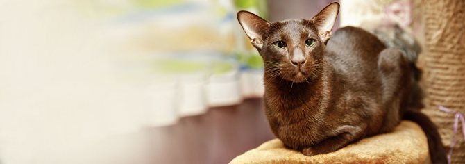 Гавана браун (Гавана) - Порода кошек - Информация и особенностях