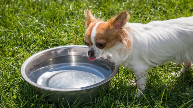 Где бы собака ни находилась, она должна иметь свободный доступ к чистой воде