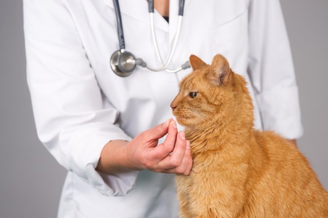 Гентамицин 4 - инъекции для животных при бактериальных заболеваниях