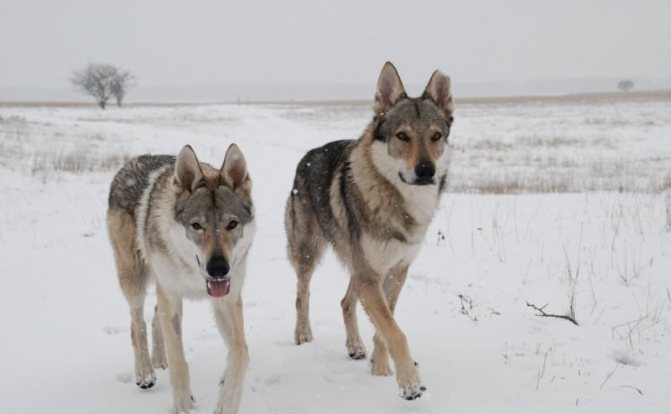 Гибрид волка и собаки (волкособ): как называются породы, описание, характер, содержание и воспитание