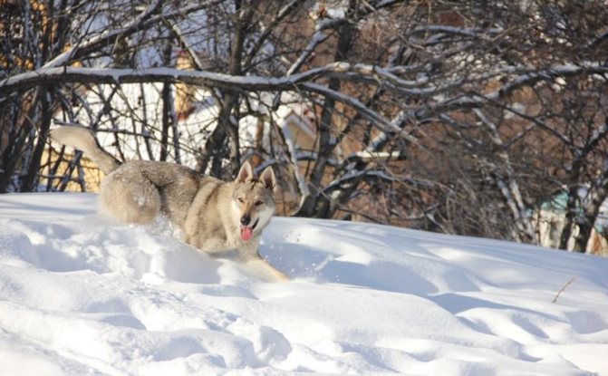 Гибрид волка и собаки (волкособ): как называются породы, описание, характер, содержание и воспитание