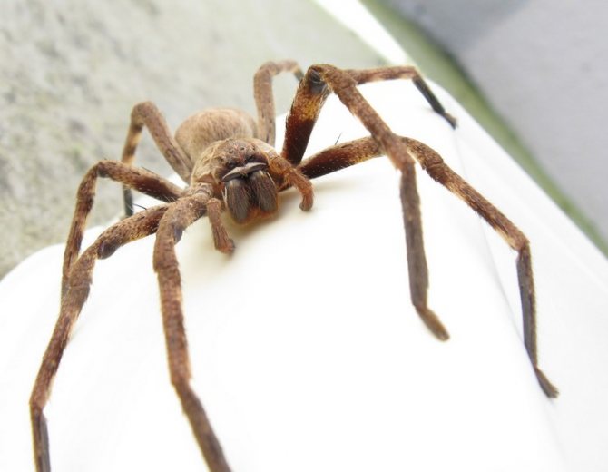 Гигантский крабовый паук назван так благодаря изогнутым «крабовым» конечностям, общий размер которых больше 30 см