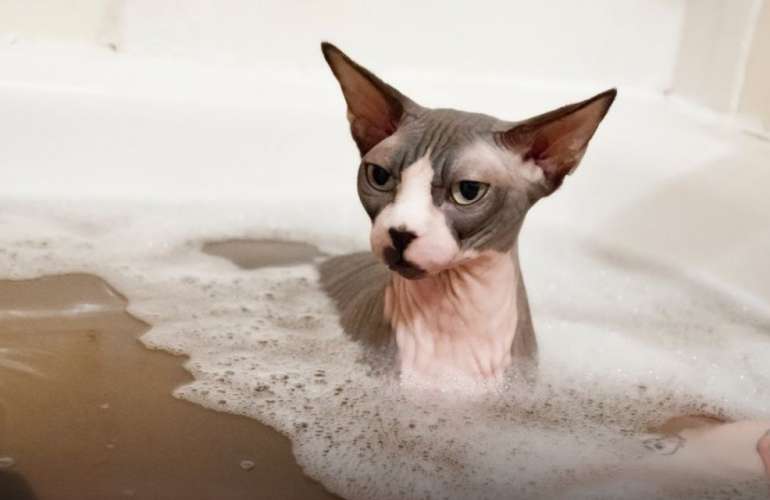 Гигиена лысых кошек