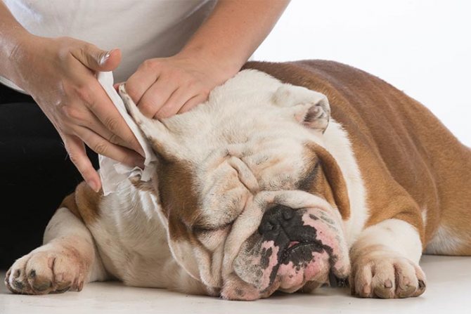 Гигиенические процедуры против отита у собак