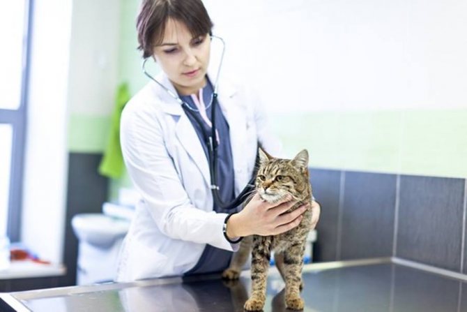 Гипертиреоз у кошек
