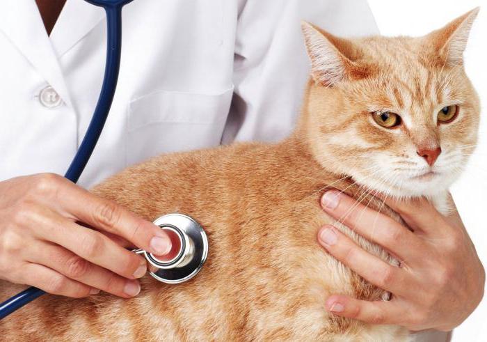 гипоаллергенные корма для кошек отзывы ветеринаров