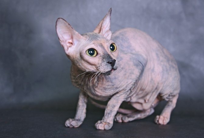 Гипоаллергенные кошки - название пород без подшерстка с фото