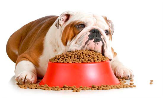 Гипоаллергенным кормом собаку можно кормить всю жизнь