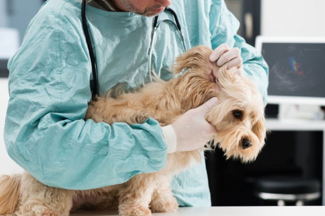 Гипотиреоз у собак: симптомы и лечение болезни, диагностика, профилактика