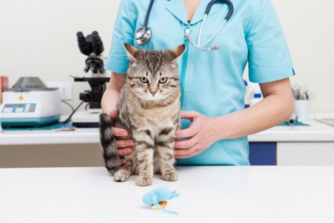глаукома у кошек симтомы и профилактика.jpg