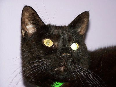 глаукома у кошки