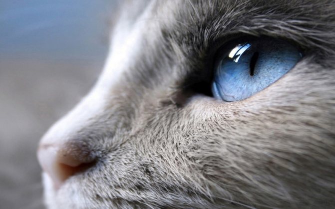 Глазные капли для кошек - список лекарств