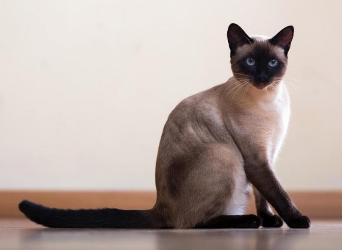 Гликопин для кошек инструкция по применению – ликопид кошкам