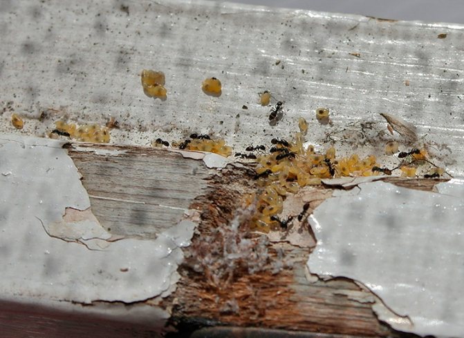 Гнездо муравьев в доме - как избавиться?