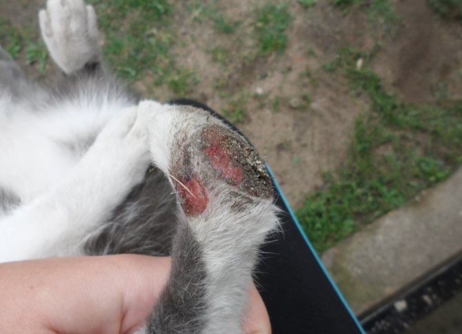 Гнойная рана на лапе кота