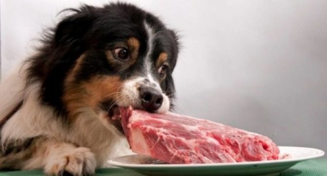 Говядина является наиболее подходящей мясной пищей для собаки