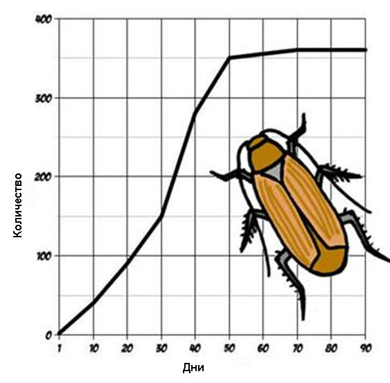 график размножения тараканов