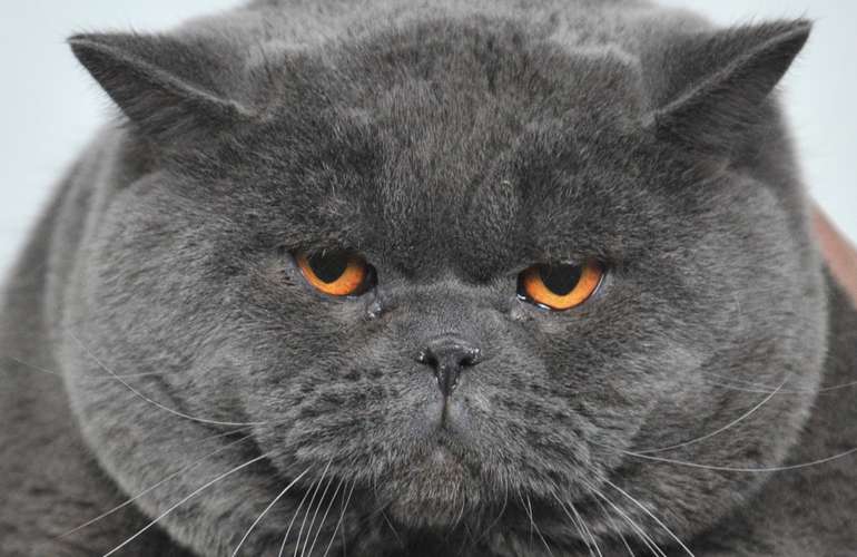 Характер британской кошки: ласковый зверь или злой пушистик